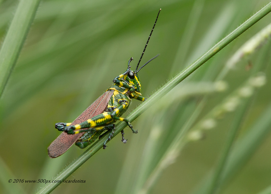 Canon EF 400mm F2.8L IS USM sample photo. Grilo soldado (chromacris speciosa) photography