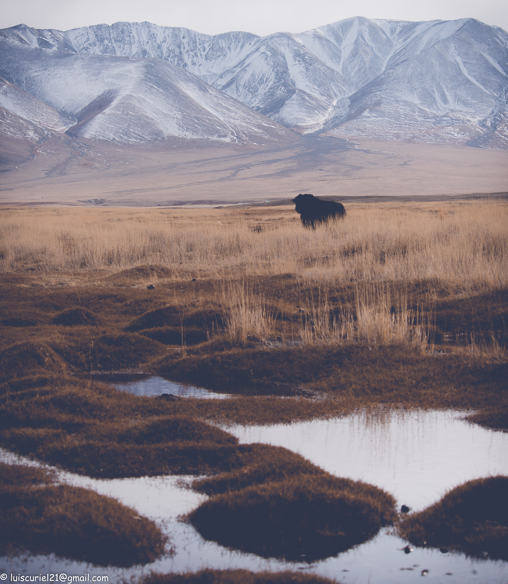 Nikon D800E sample photo. Mongolia photography