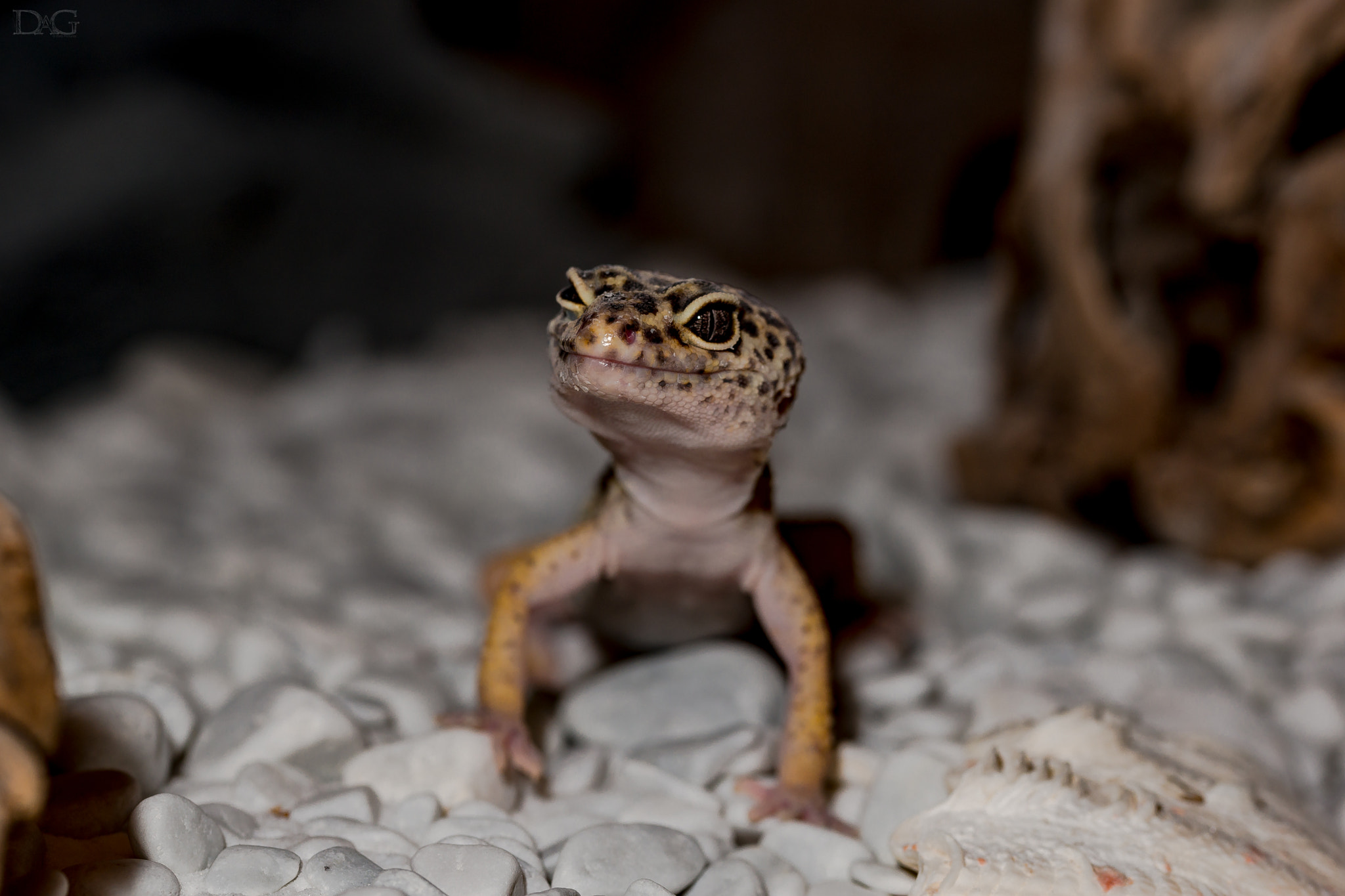 Sony a99 II + 105mm F2.8 sample photo. Eublepharis macularius - 16 photography