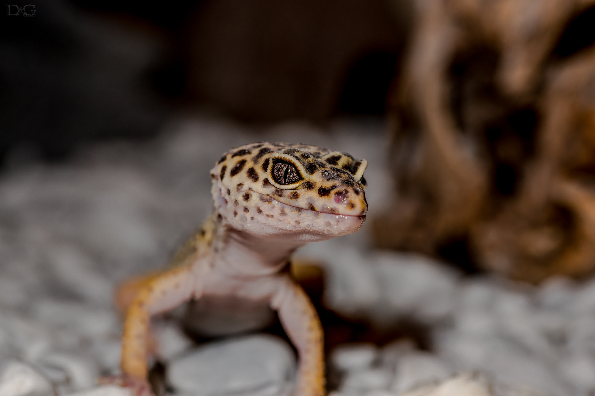 Sony a99 II + 105mm F2.8 sample photo. Eublepharis macularius - 17 photography