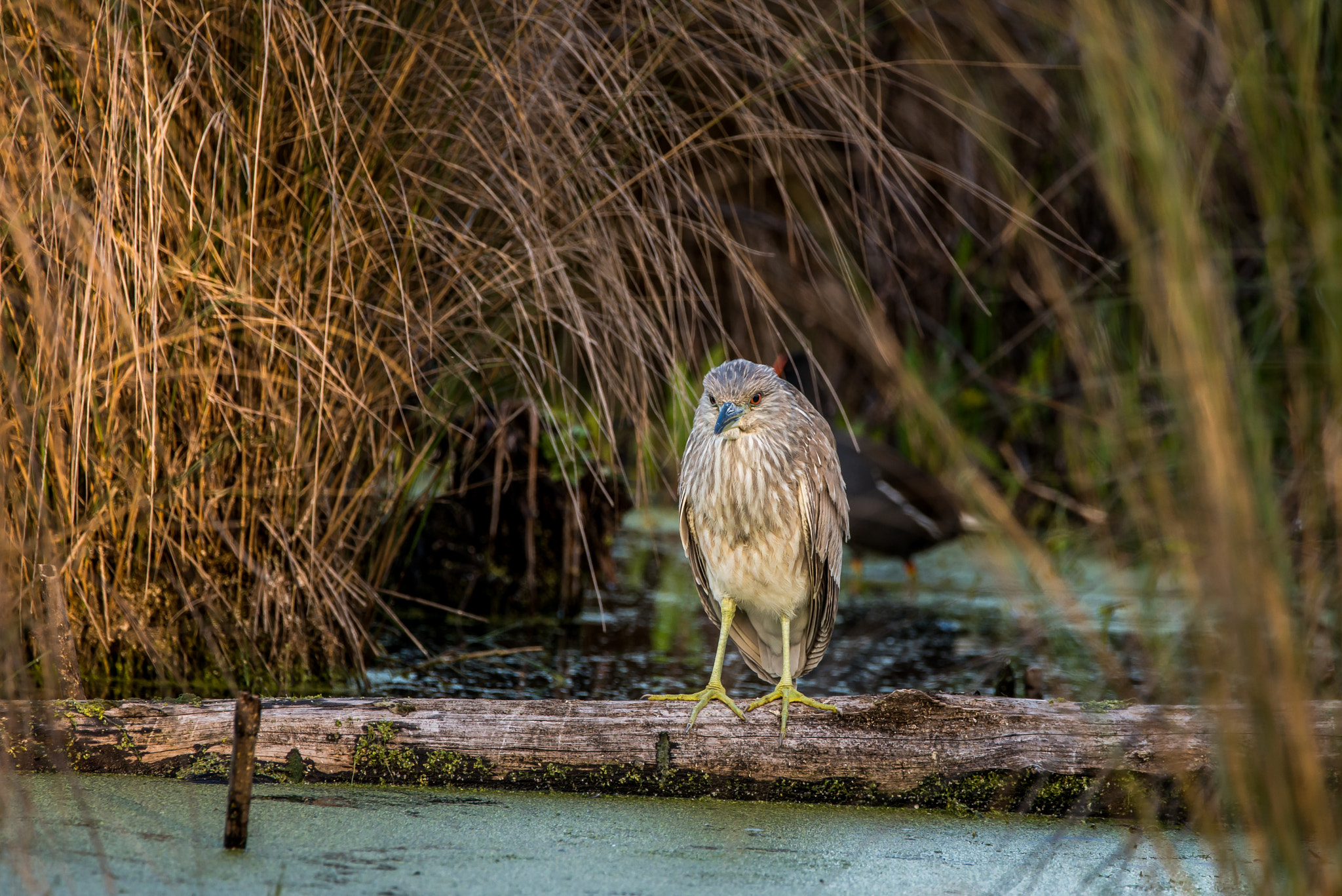 Sigma 150-600mm F5-6.3 DG OS HSM | C sample photo. Heron photography