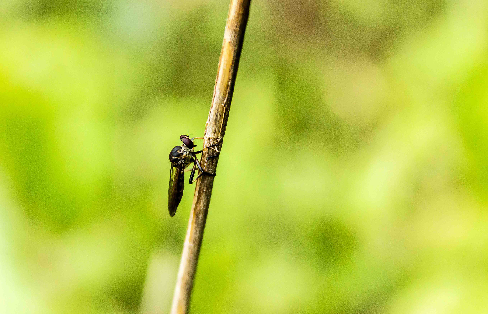 Canon EF 28-135mm F3.5-5.6 IS USM sample photo. Macro, no graveto photography