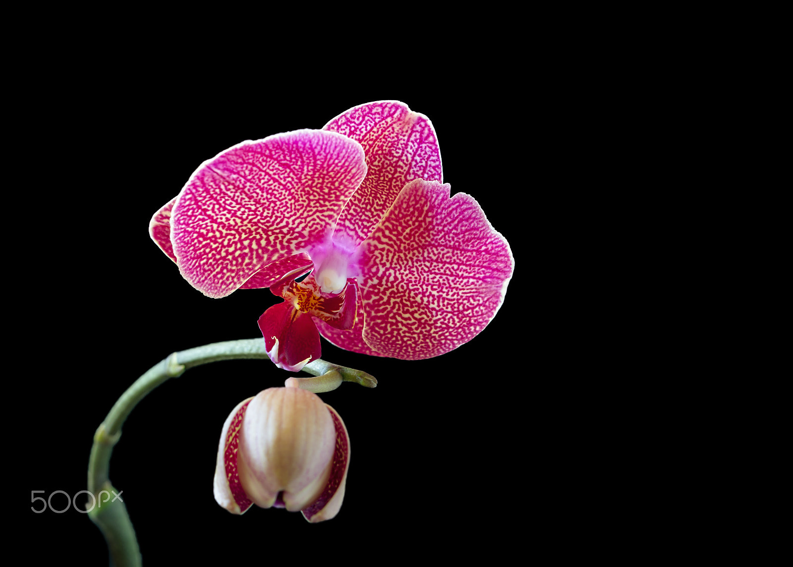 Nikon AF-S DX Micro-Nikkor 85mm F3.5G ED VR sample photo. Pretty in pink photography