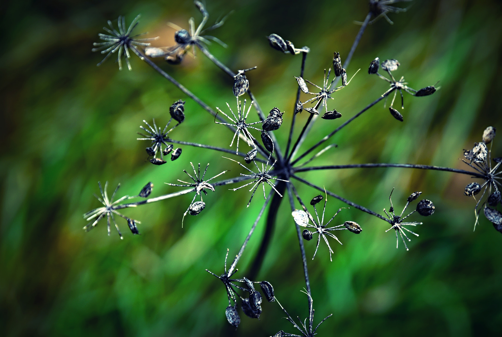 Nikon D5500 sample photo. Shrunken plant on a green background photography