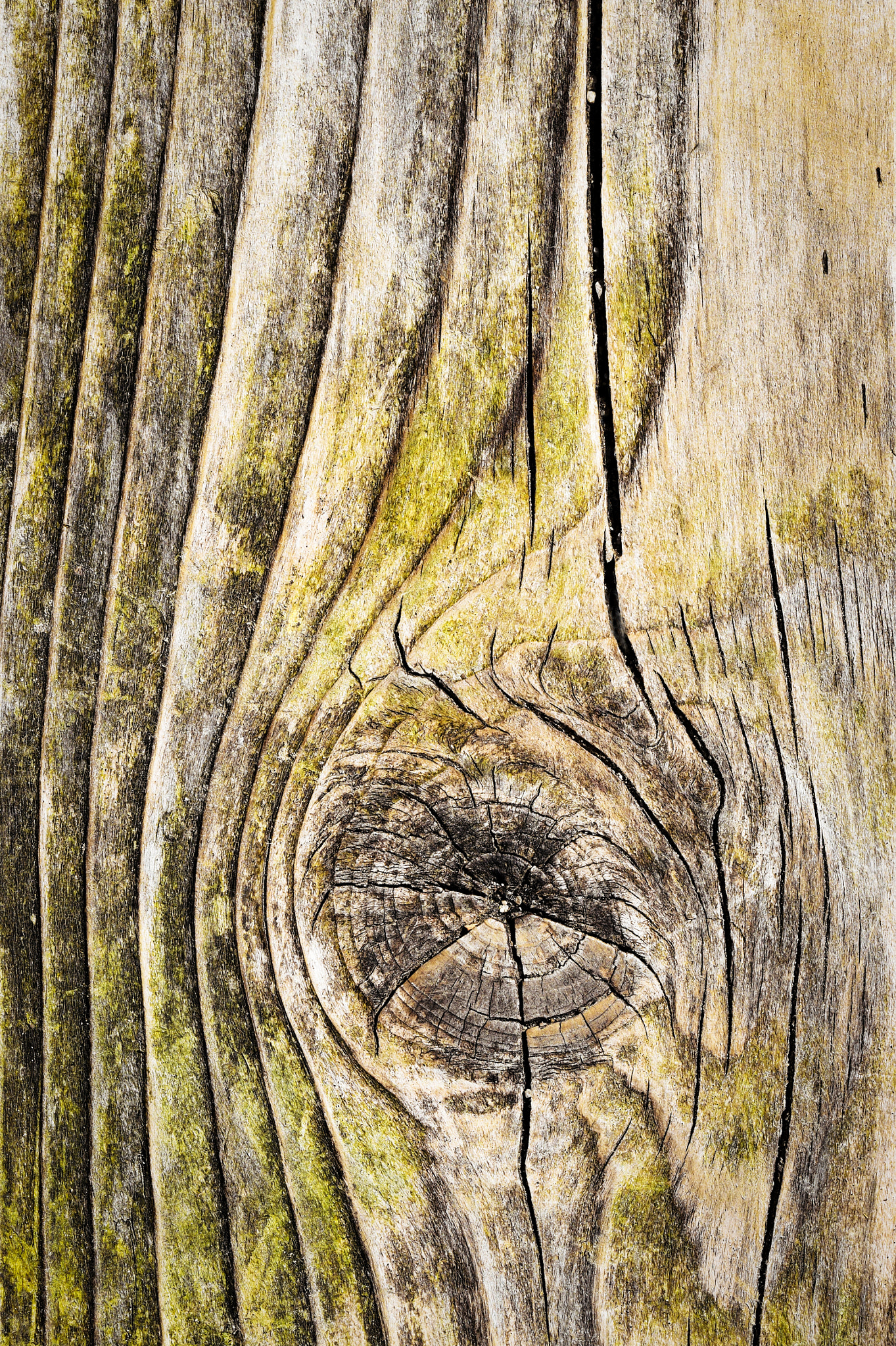 Nikon D5500 sample photo. Knot in old wood board photography