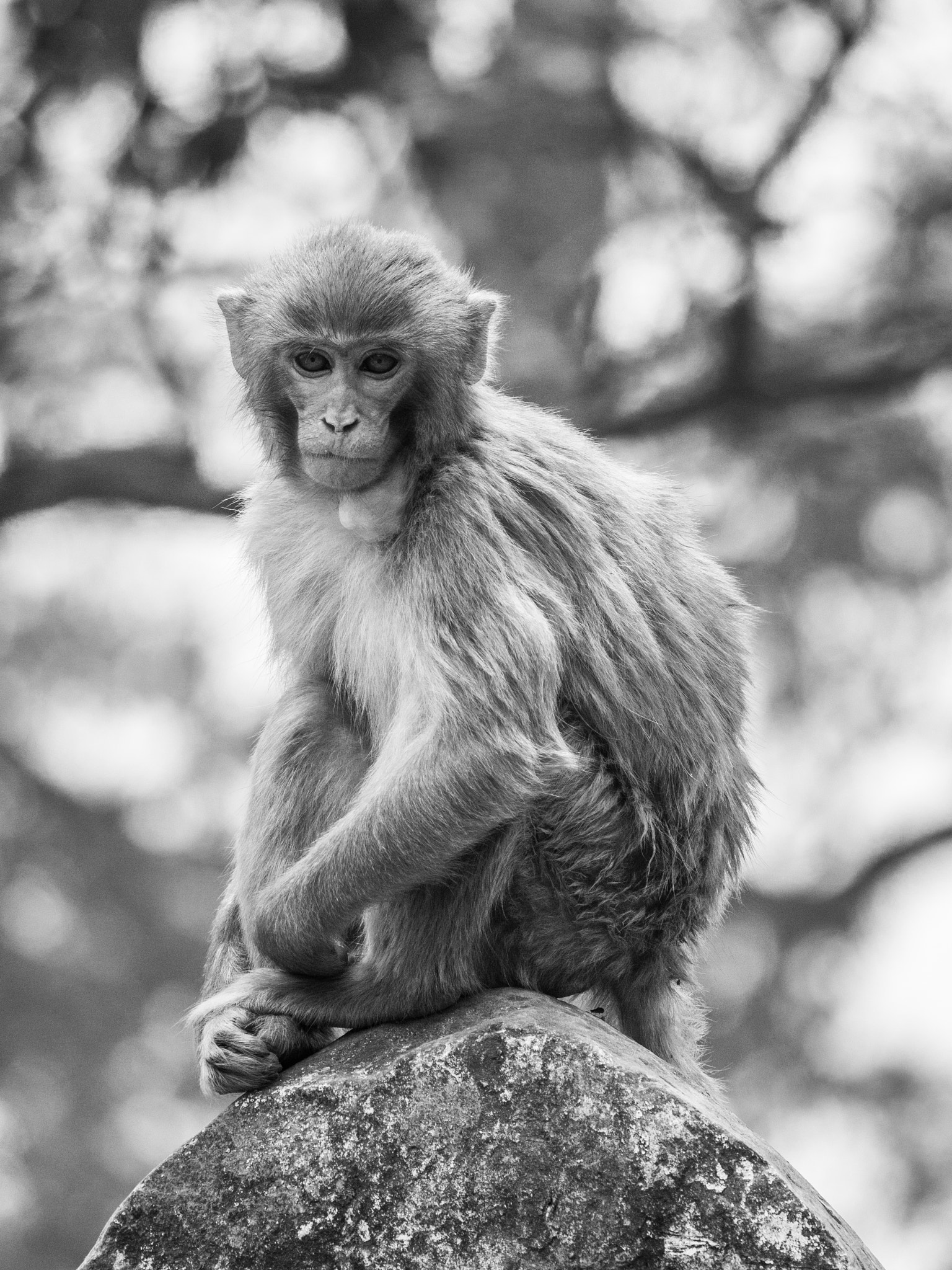 Olympus OM-D E-M10 sample photo. Monkey business photography