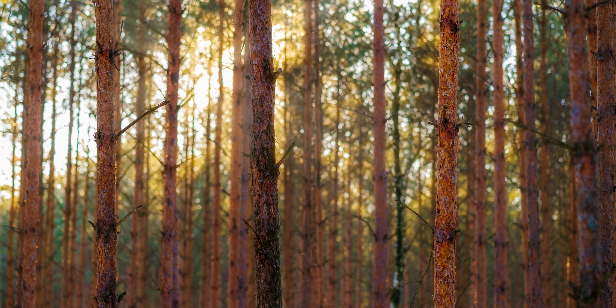 Fujifilm X-Pro1 + Fujifilm XF 56mm F1.2 R sample photo. The forest tales - a glow behind pine trees. photography
