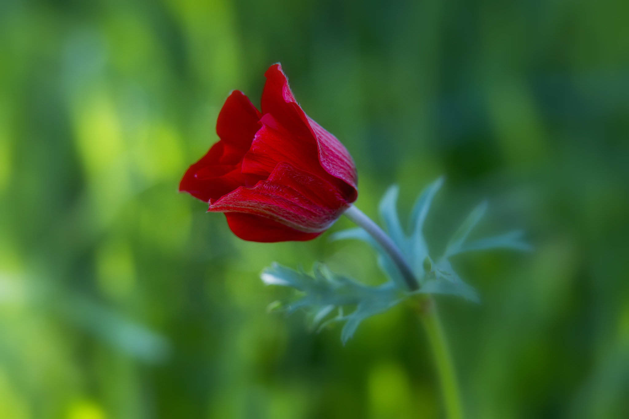 Nikon AF-S Nikkor 70-200mm F2.8G ED VR II sample photo. Red red photography