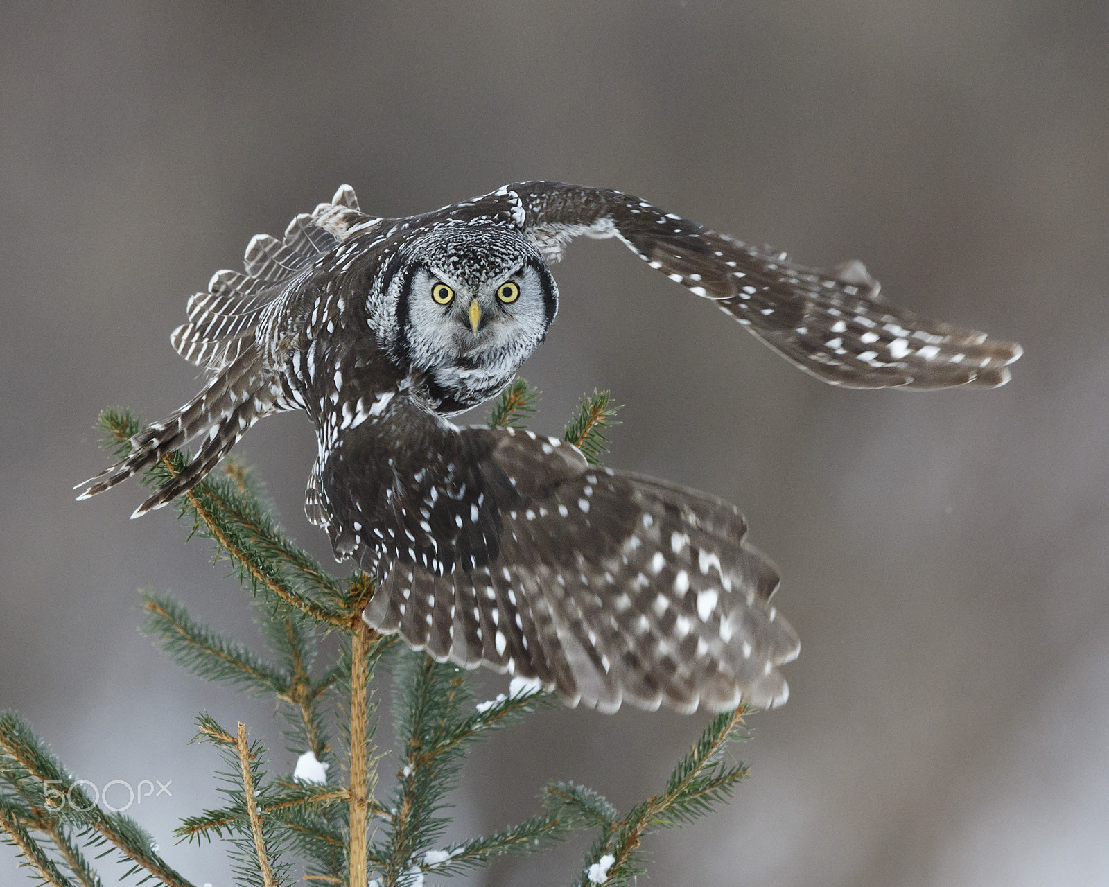 Canon EF 600mm F4L IS II USM sample photo. Northern hawk owl photography