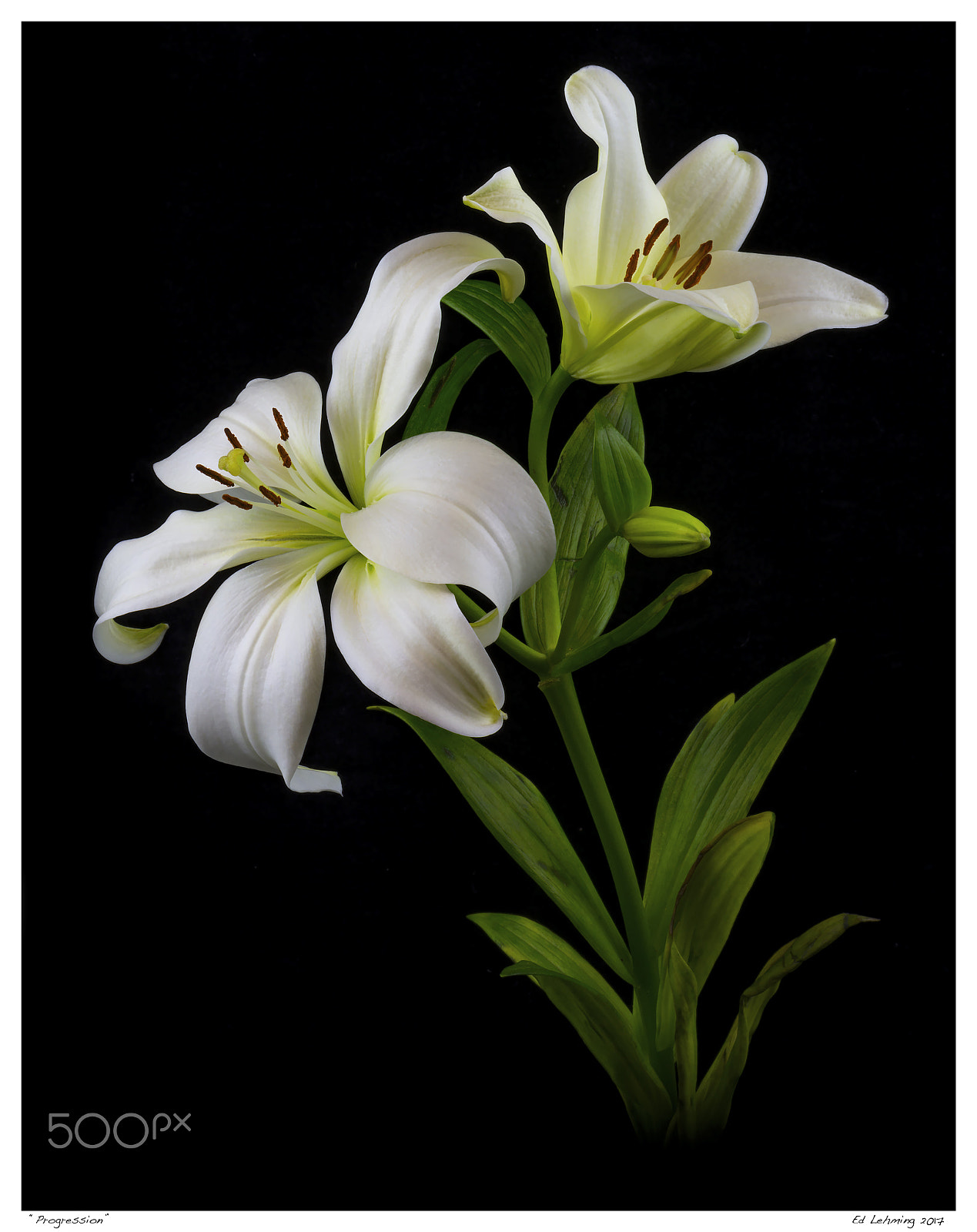 Nikon D800 sample photo. Progression photography