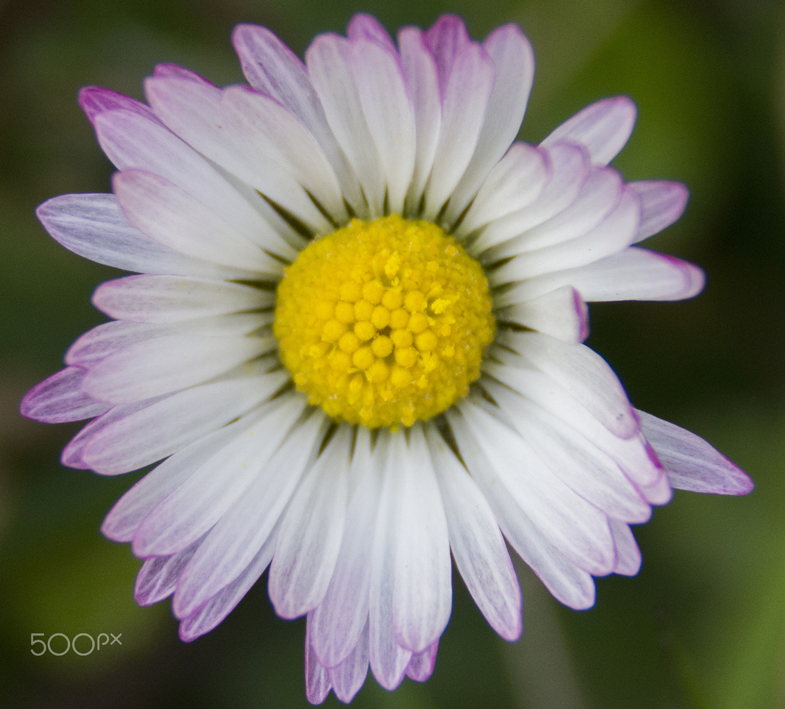 Canon EF 75-300mm F4.0-5.6 IS USM sample photo. White flower photography