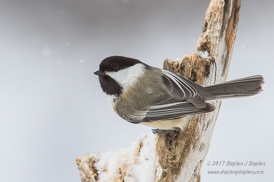 Canon EF 70-200mm F2.8L USM sample photo. Black-capped chickadee photography