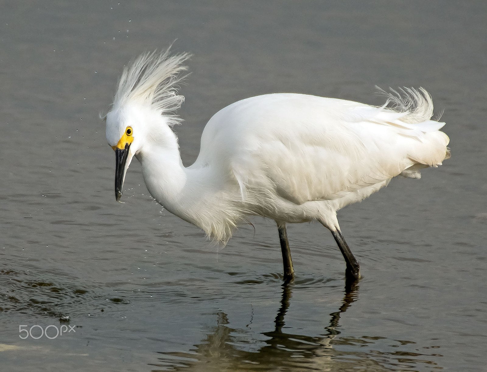 Nikon D500 + Sigma 50-500mm F4.5-6.3 DG OS HSM sample photo. Snowy egret with water drops sm photography