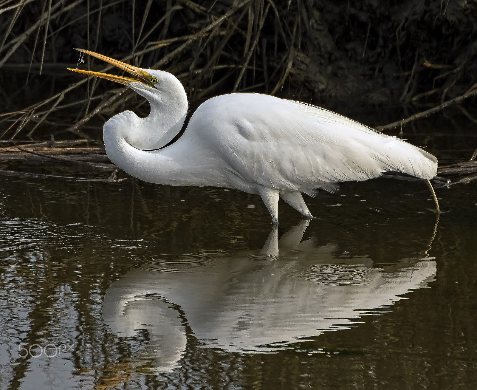 Nikon D500 + Sigma 50-500mm F4.5-6.3 DG OS HSM sample photo. Egret with fish in open beak sm photography