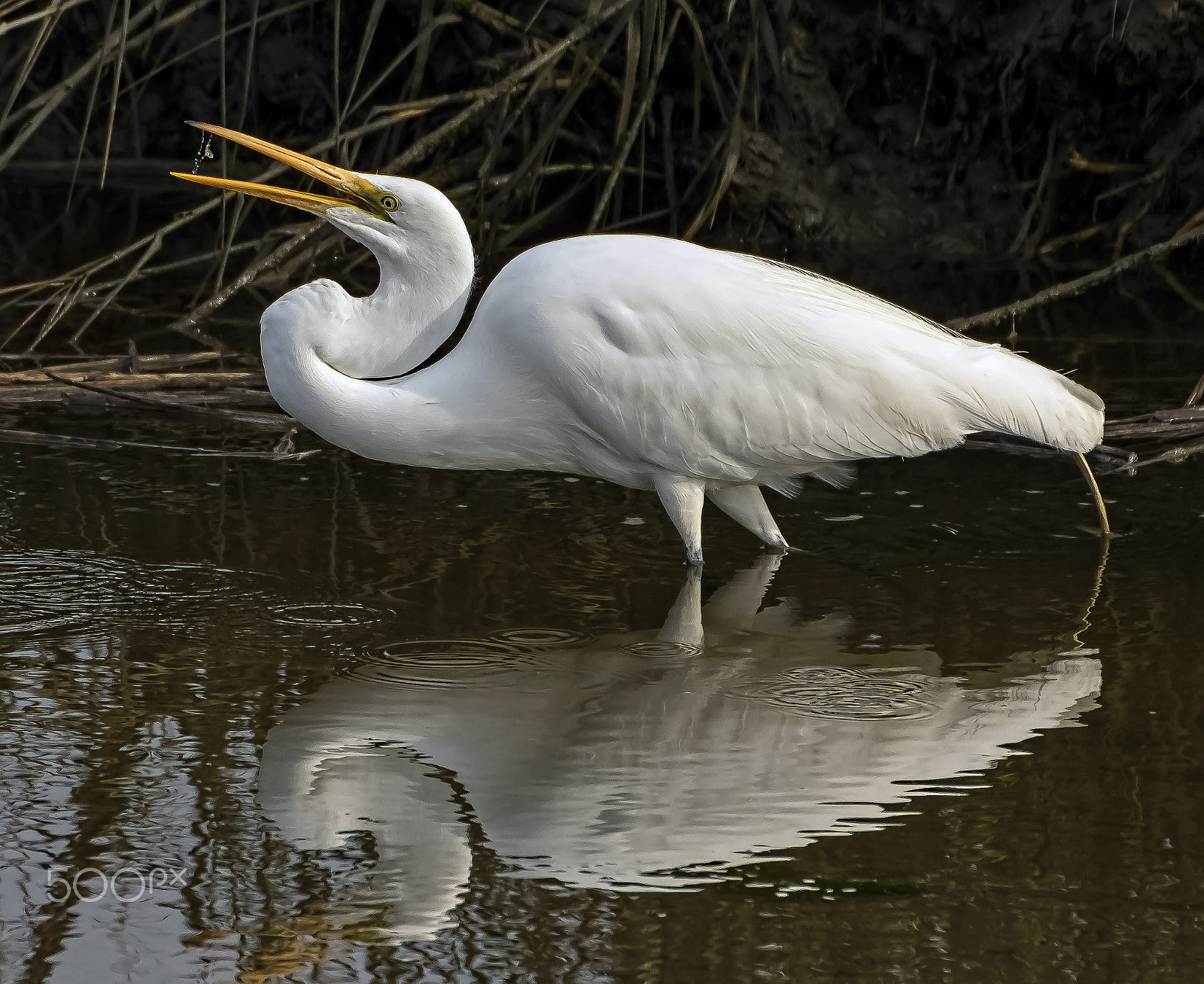 Sigma 50-500mm F4.5-6.3 DG OS HSM sample photo. Egret with fish in open beak sm photography