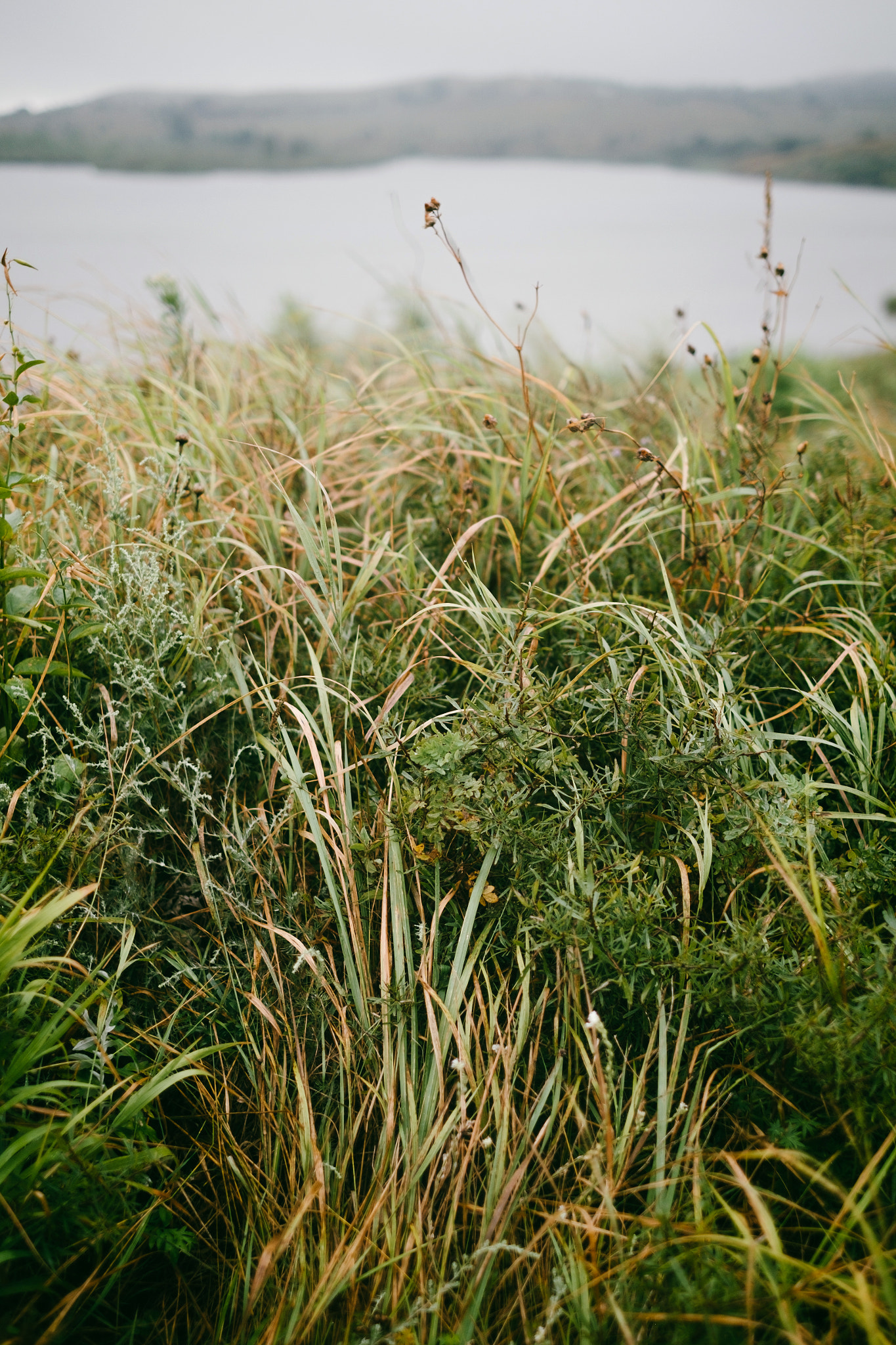 Fujifilm X-E1 + Fujifilm XF 35mm F1.4 R sample photo. Grass photography