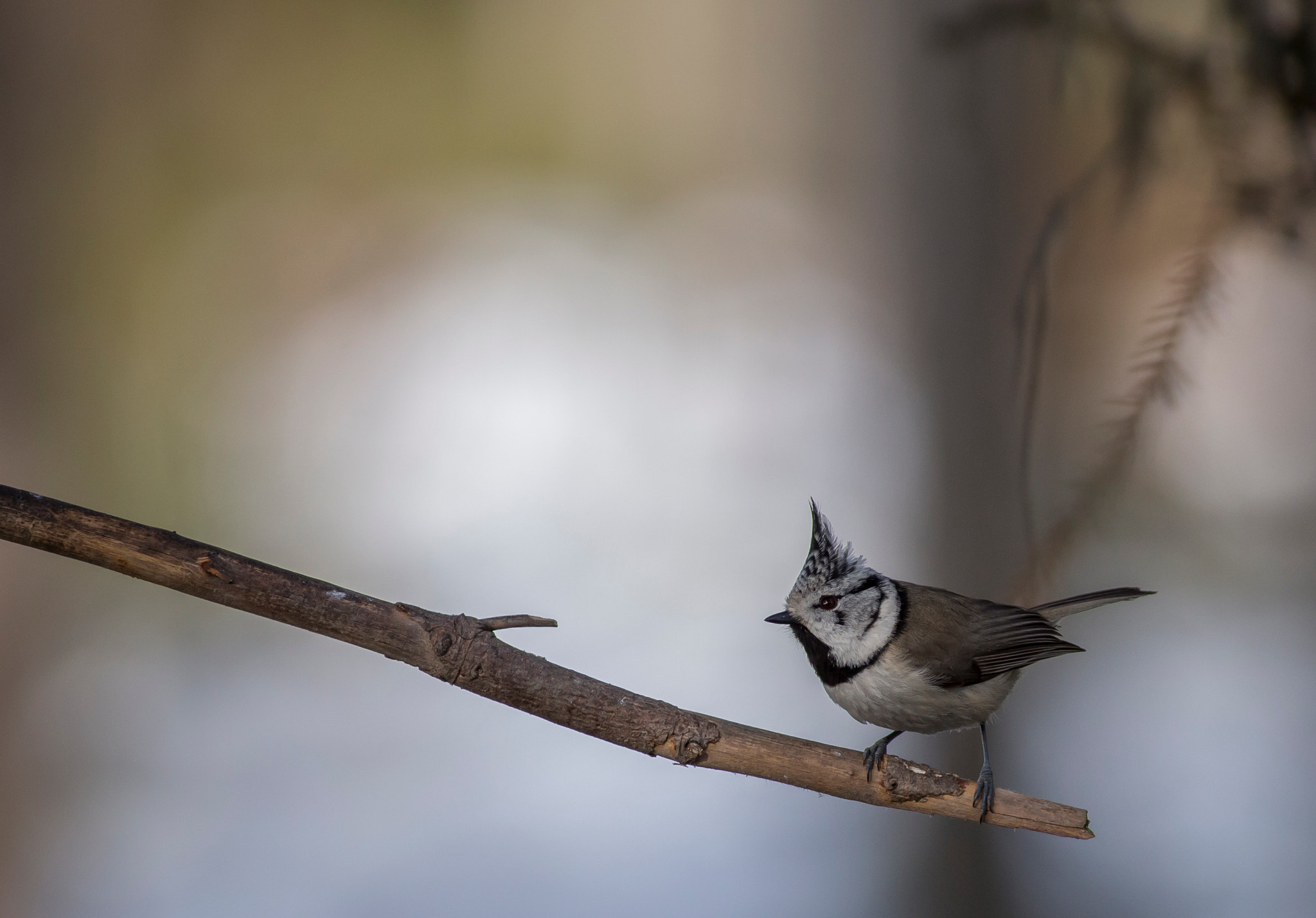 Canon EOS 6D + Canon EF 400mm F5.6L USM sample photo. Crested tit photography