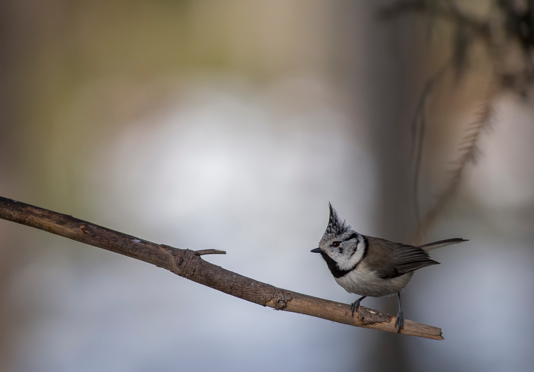 Canon EOS 6D sample photo. Crested tit photography