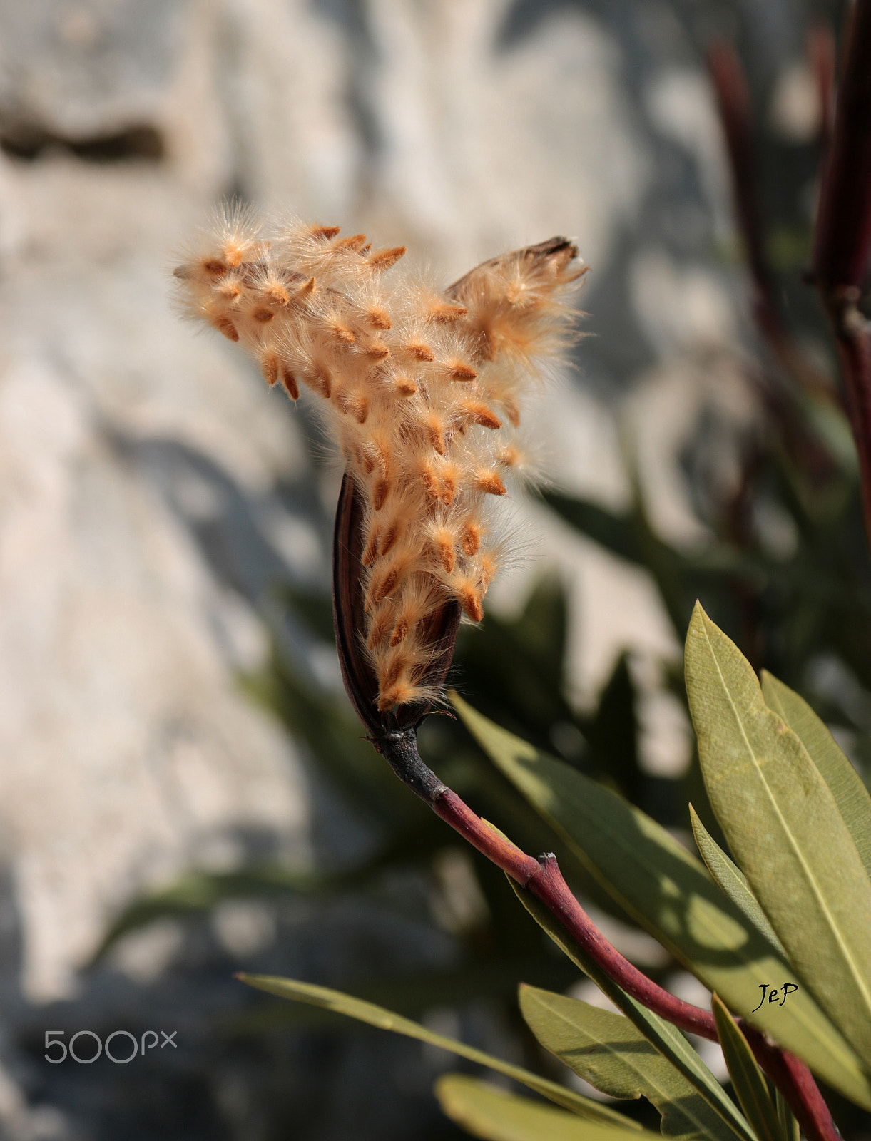 Canon EOS 760D (EOS Rebel T6s / EOS 8000D) sample photo. No idea... photography