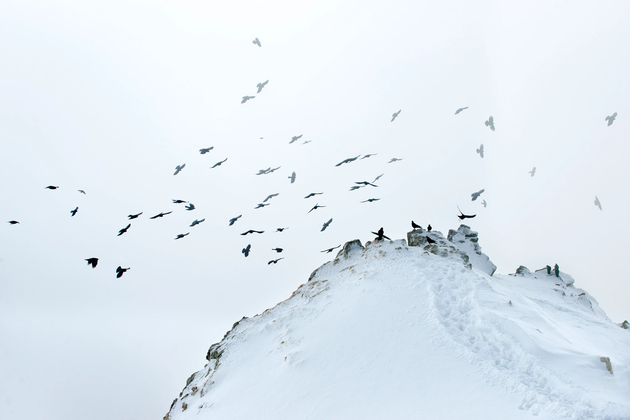 Sony Alpha DSLR-A900 sample photo. Alpine choughs (2) photography