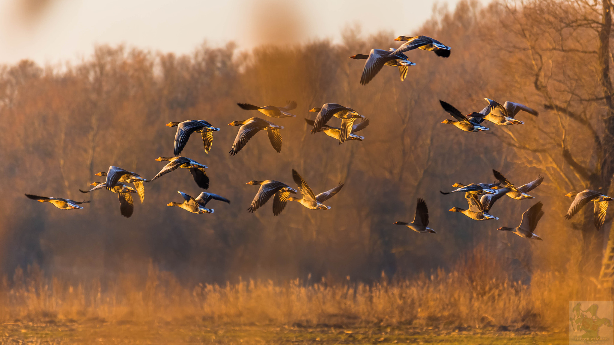 Sigma 150-500mm F5-6.3 DG OS HSM sample photo. Goldenes licht photography