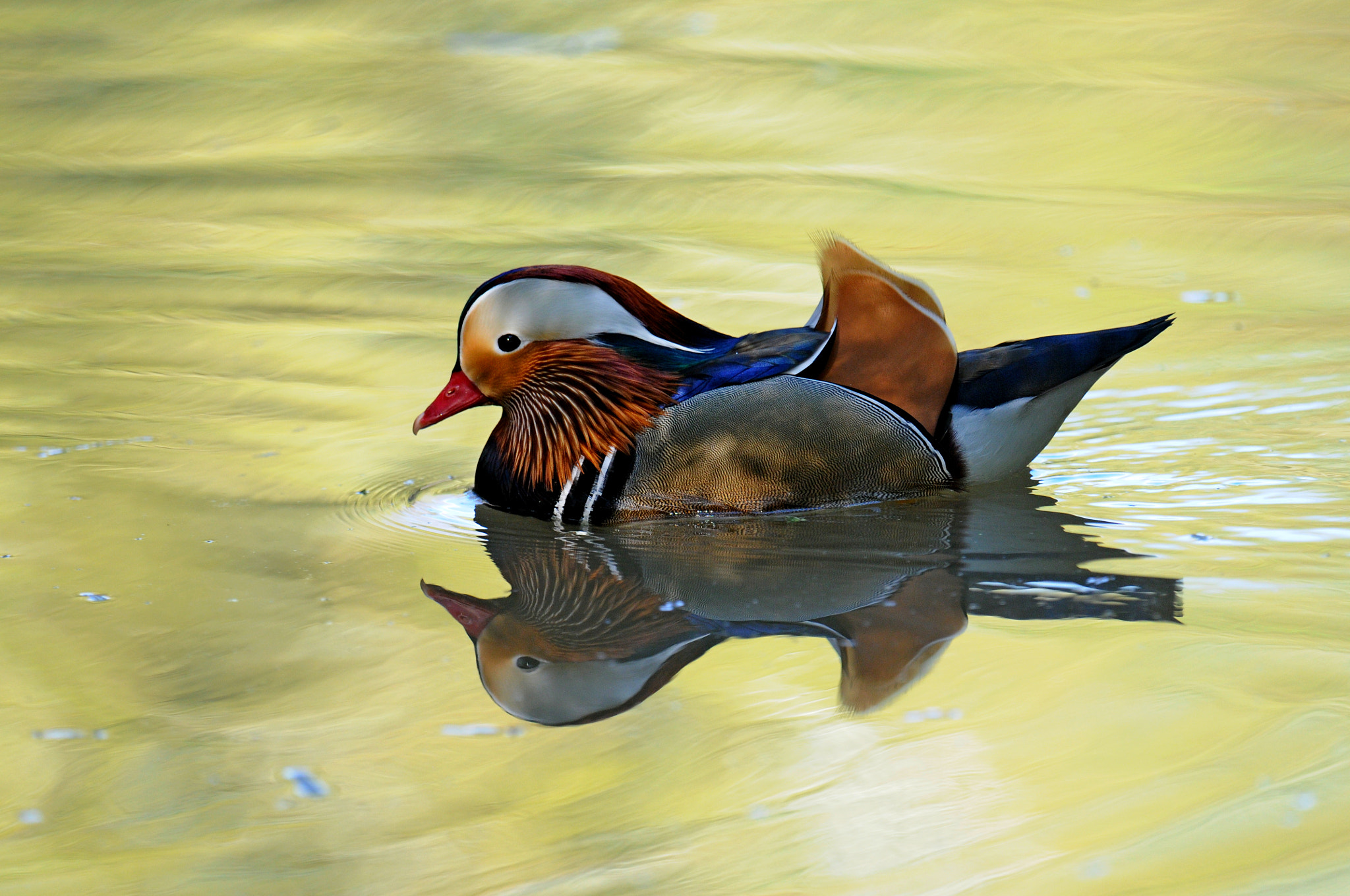 Nikon D300S + Nikon AF-S Nikkor 600mm F4G ED VR sample photo. Mandarin duck photography