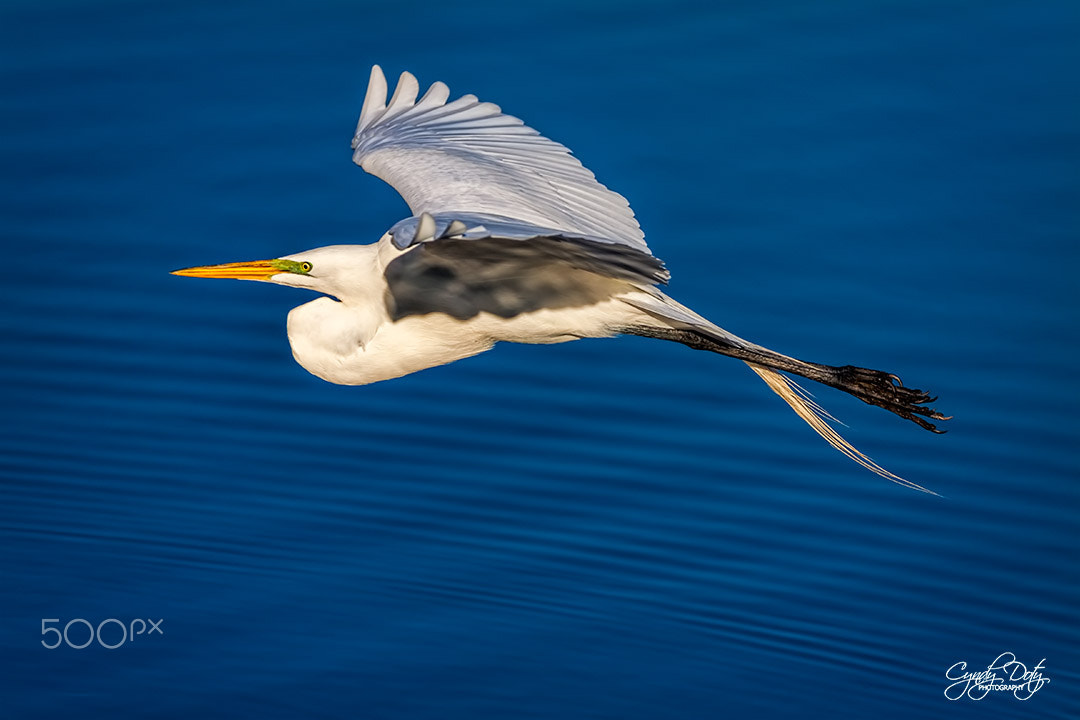 150-600mm F5-6.3 DG OS HSM | Contemporary 015 sample photo. On a mission photography
