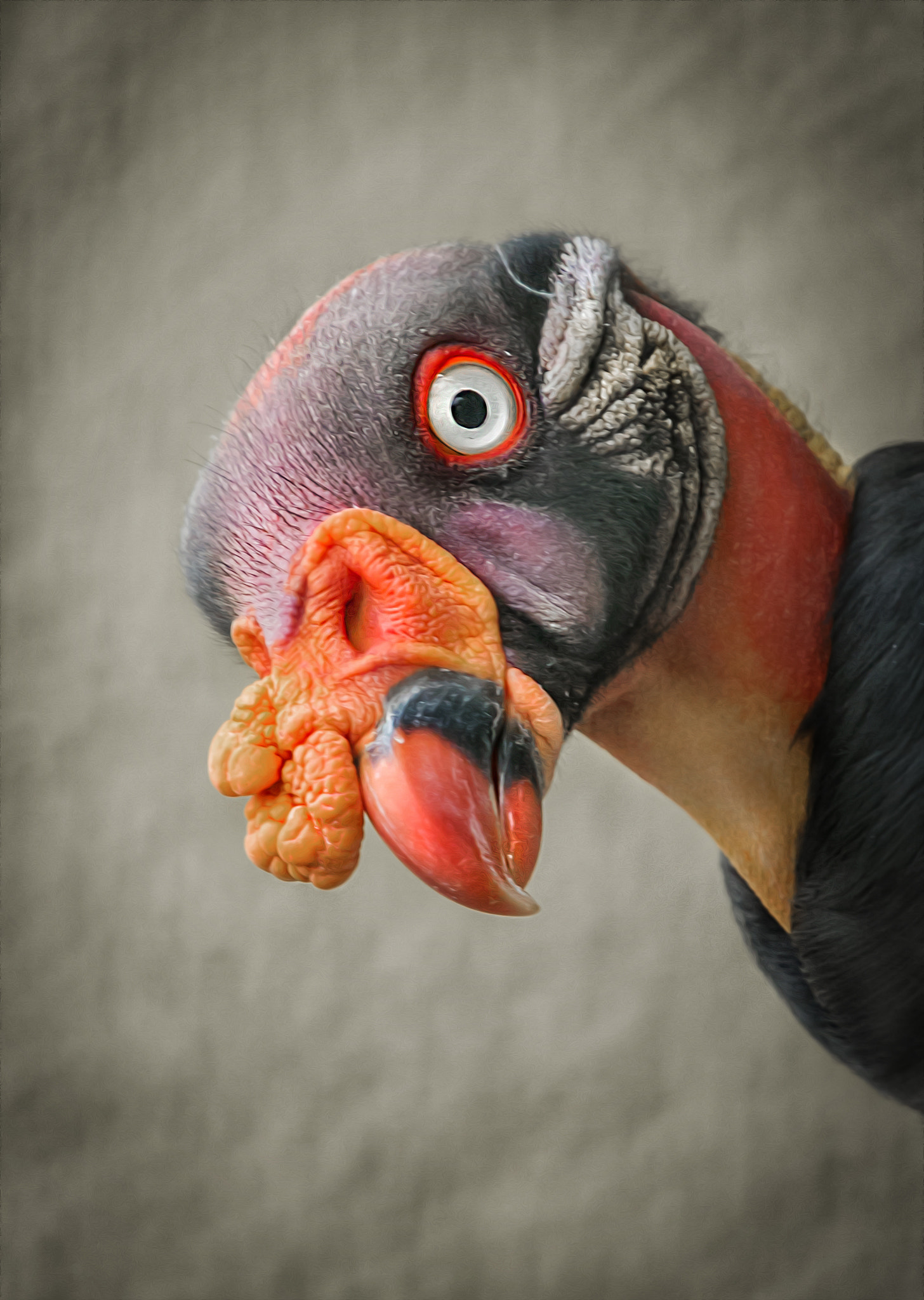 Sigma 50-500mm f/4-6.3 APO HSM EX sample photo. Vulture photography
