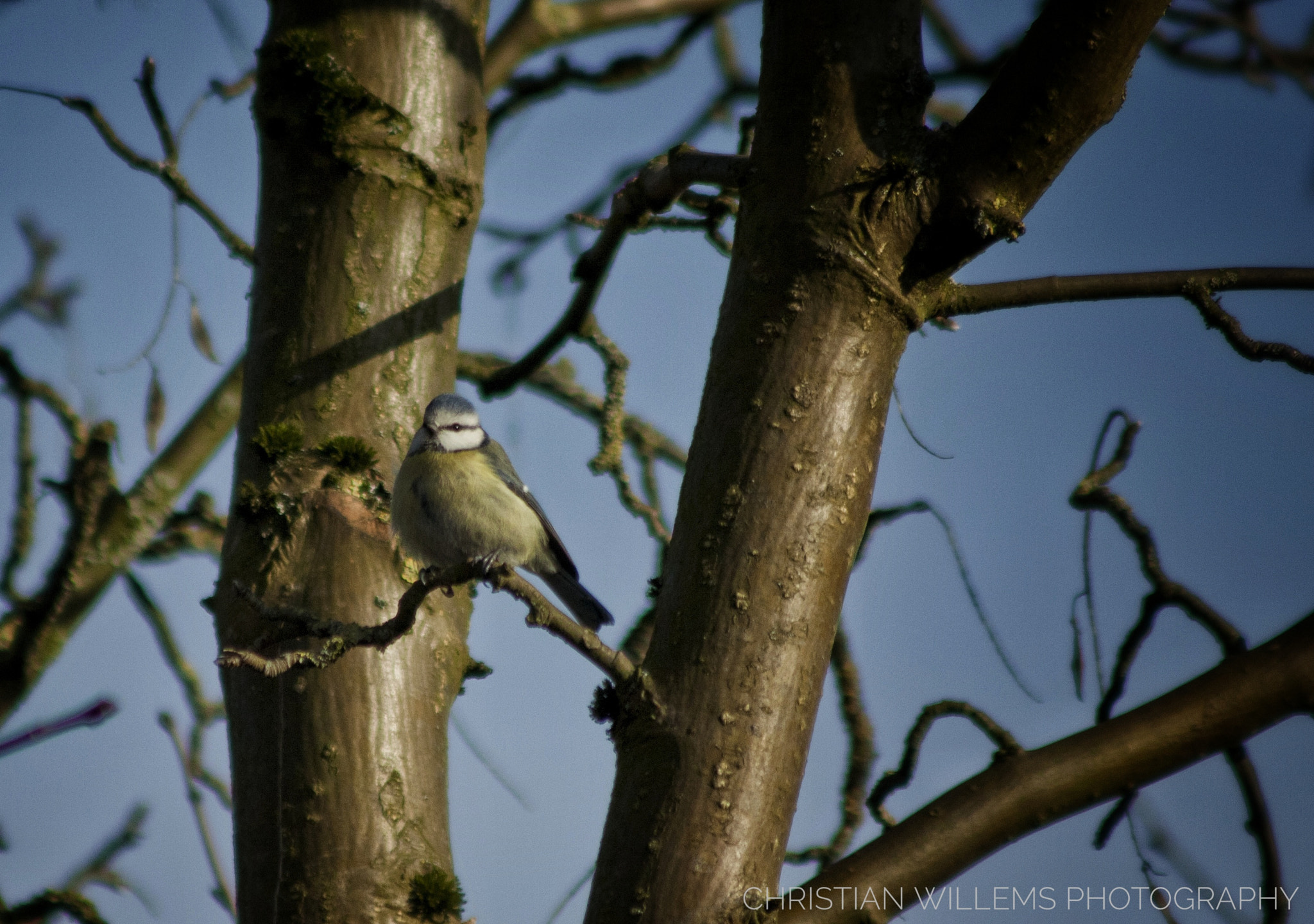 Canon EF 90-300mm F4.5-5.6 USM sample photo. Bluebird photography