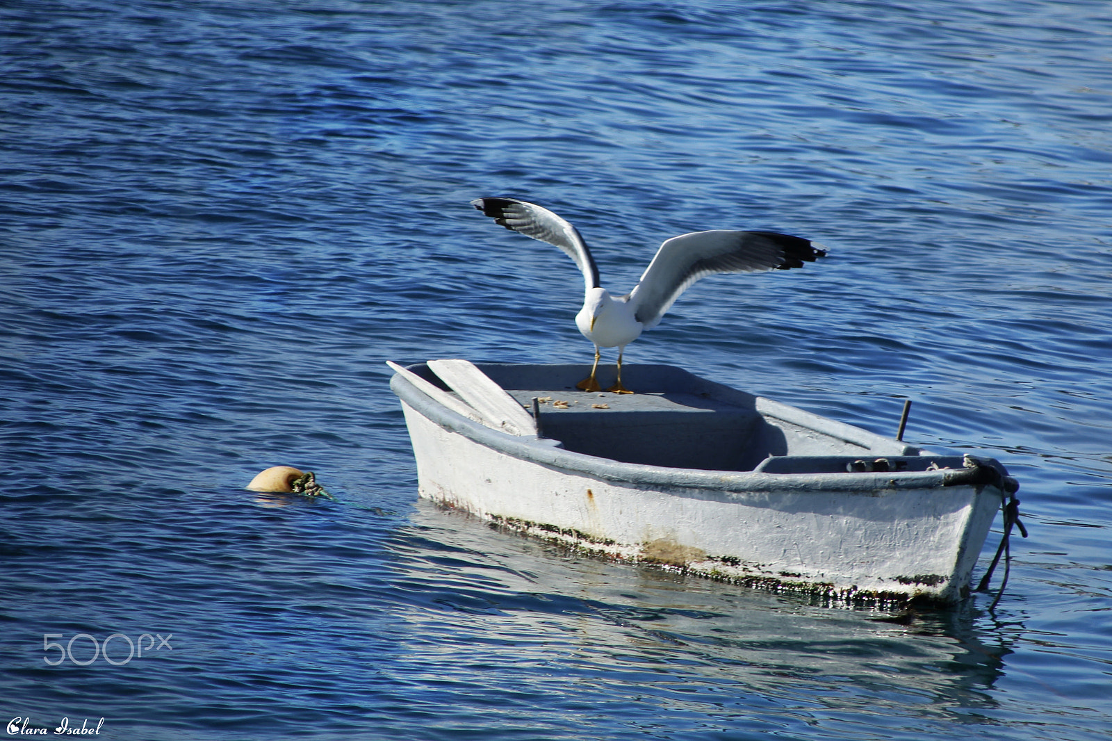 Canon EOS 1200D (EOS Rebel T5 / EOS Kiss X70 / EOS Hi) + Canon TS-E 90mm F2.8 Tilt-Shift sample photo. Gaviota... photography