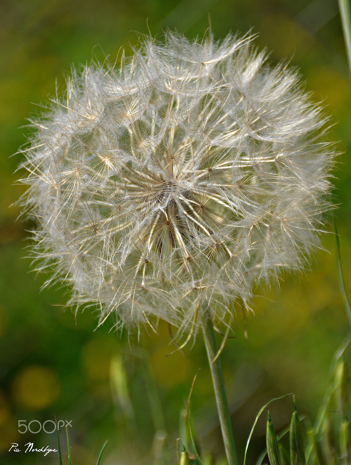 Nikon D5100 sample photo. Flower ball in wind photography