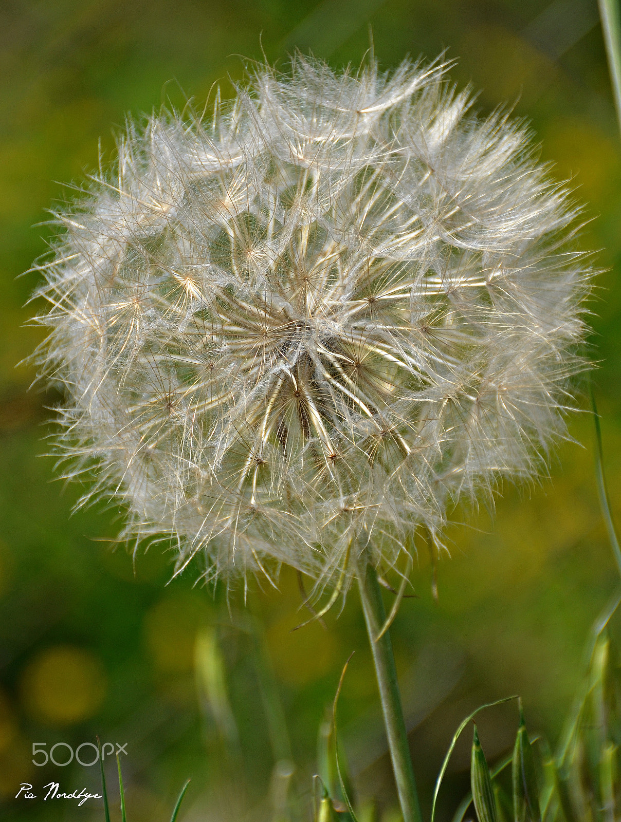 Sigma 18-200mm F3.5-6.3 II DC OS HSM sample photo. Flower ball in wind photography