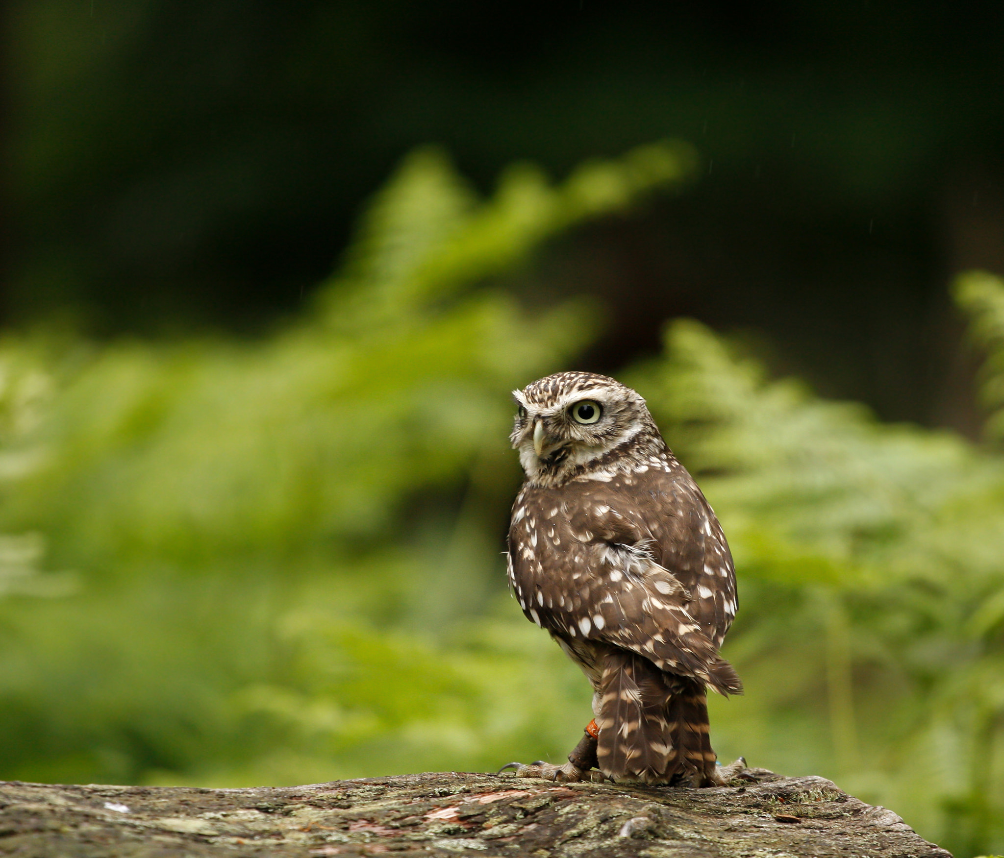 Canon EOS 40D + Canon EF 70-200mm F4L USM sample photo. Little owl photography