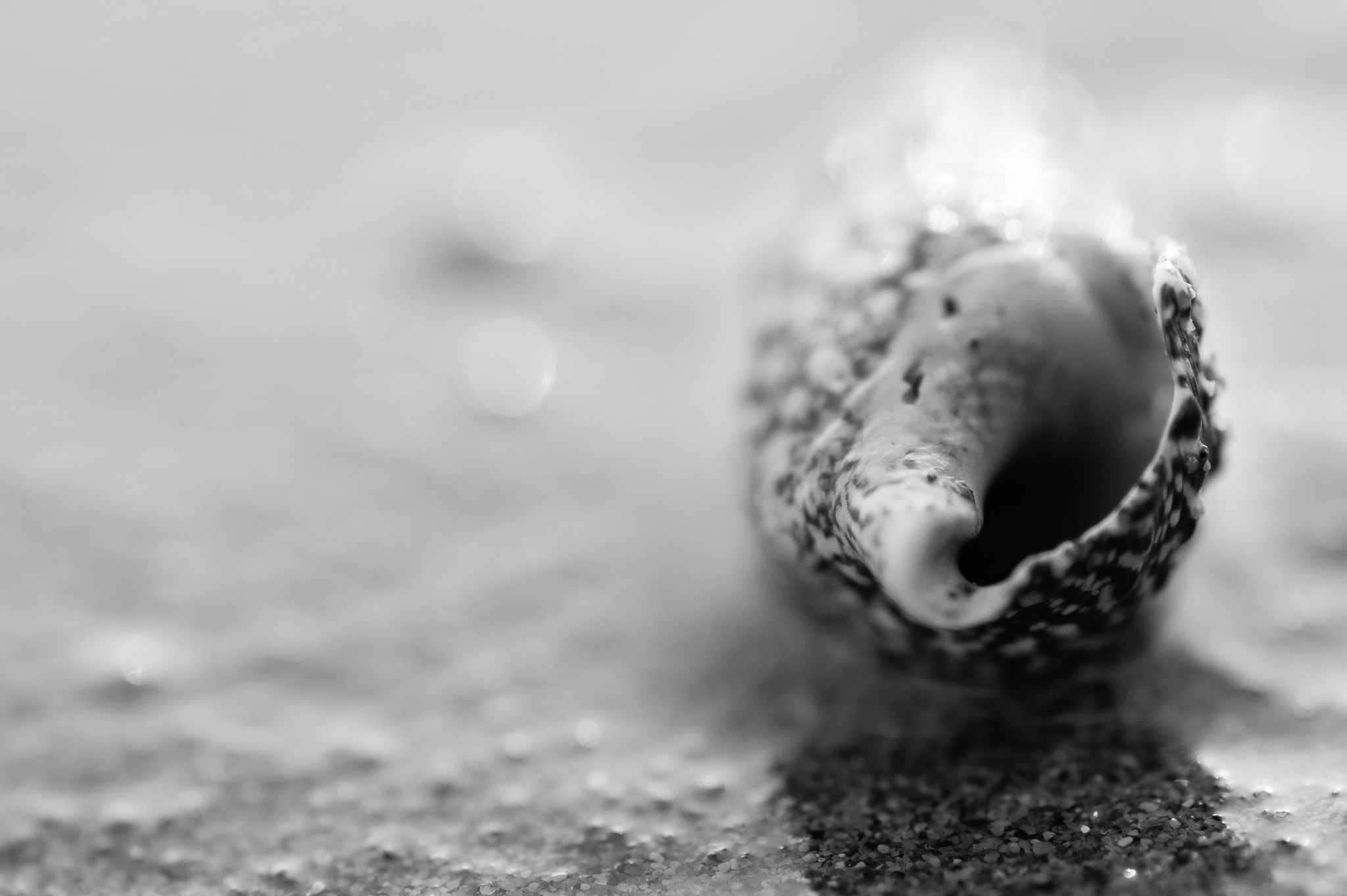 Nikon D3200 sample photo. Shell on sand photography