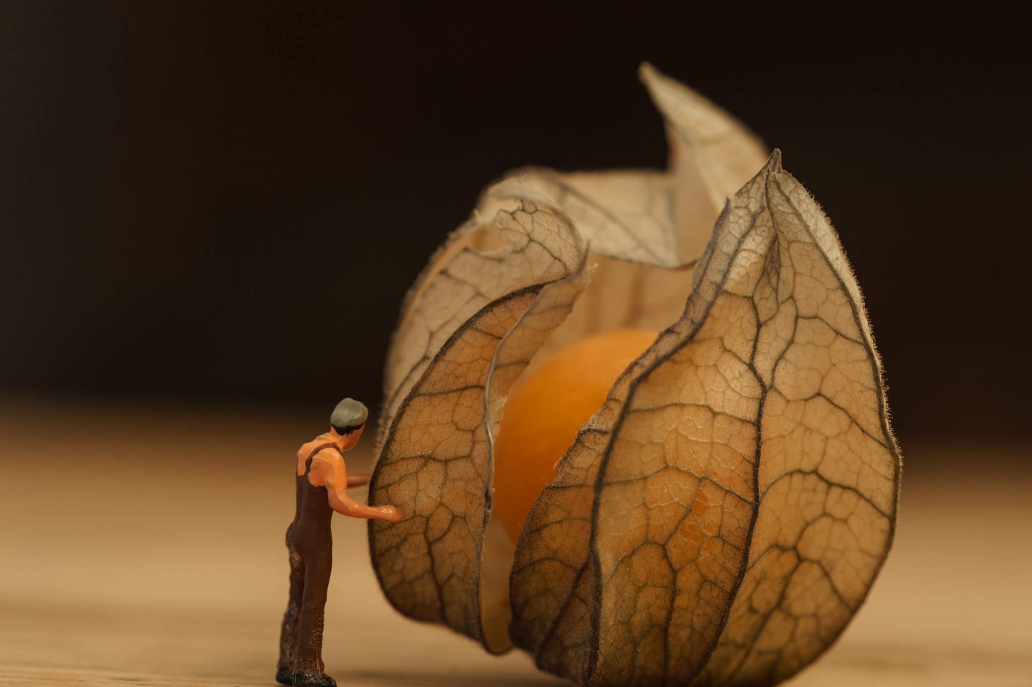 Canon EF 100mm F2.8L Macro IS USM sample photo. Gouden aardbei (physalis) + miniature photography