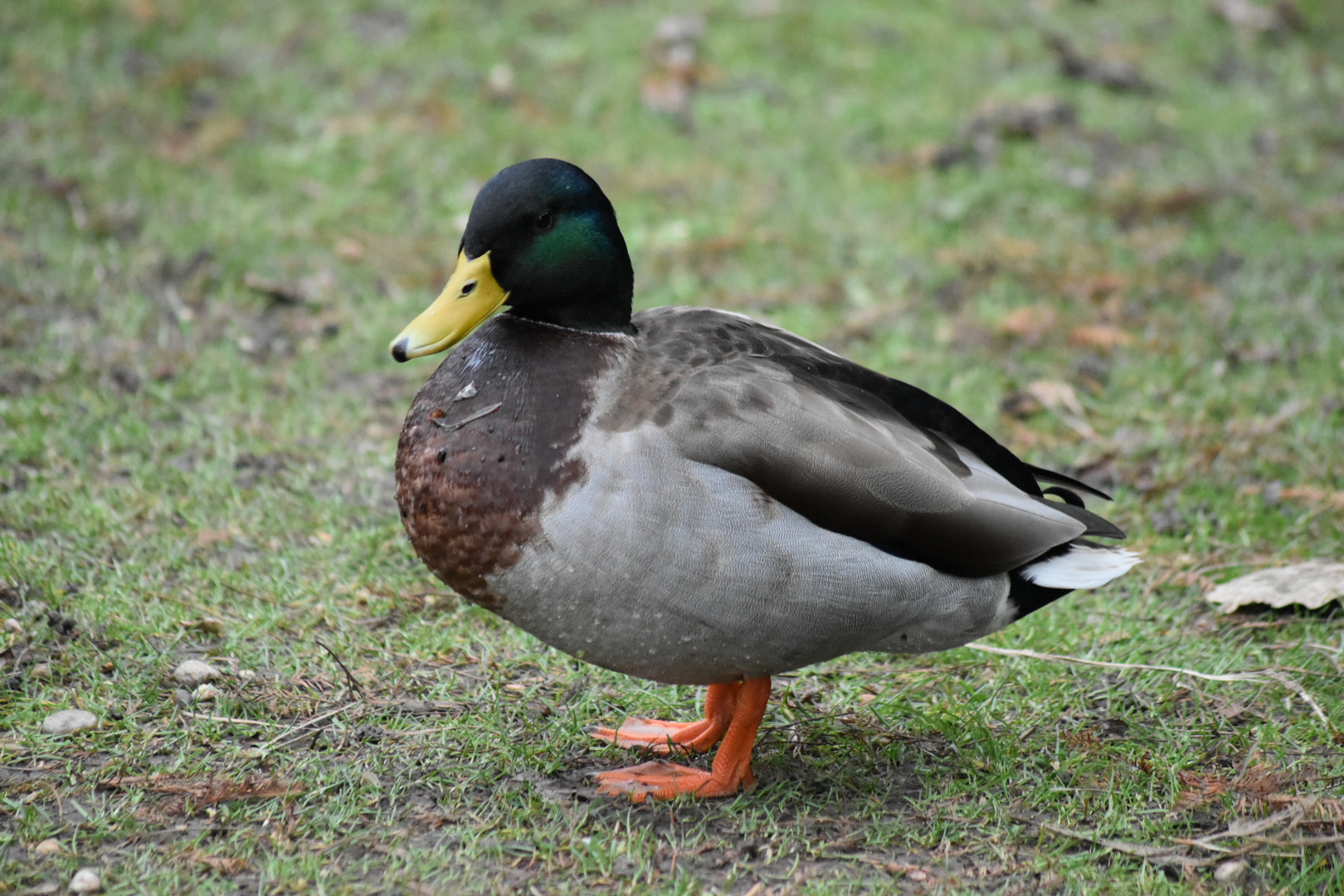 Sigma 70-300mm F4-5.6 APO DG Macro sample photo. Mallard drake photography
