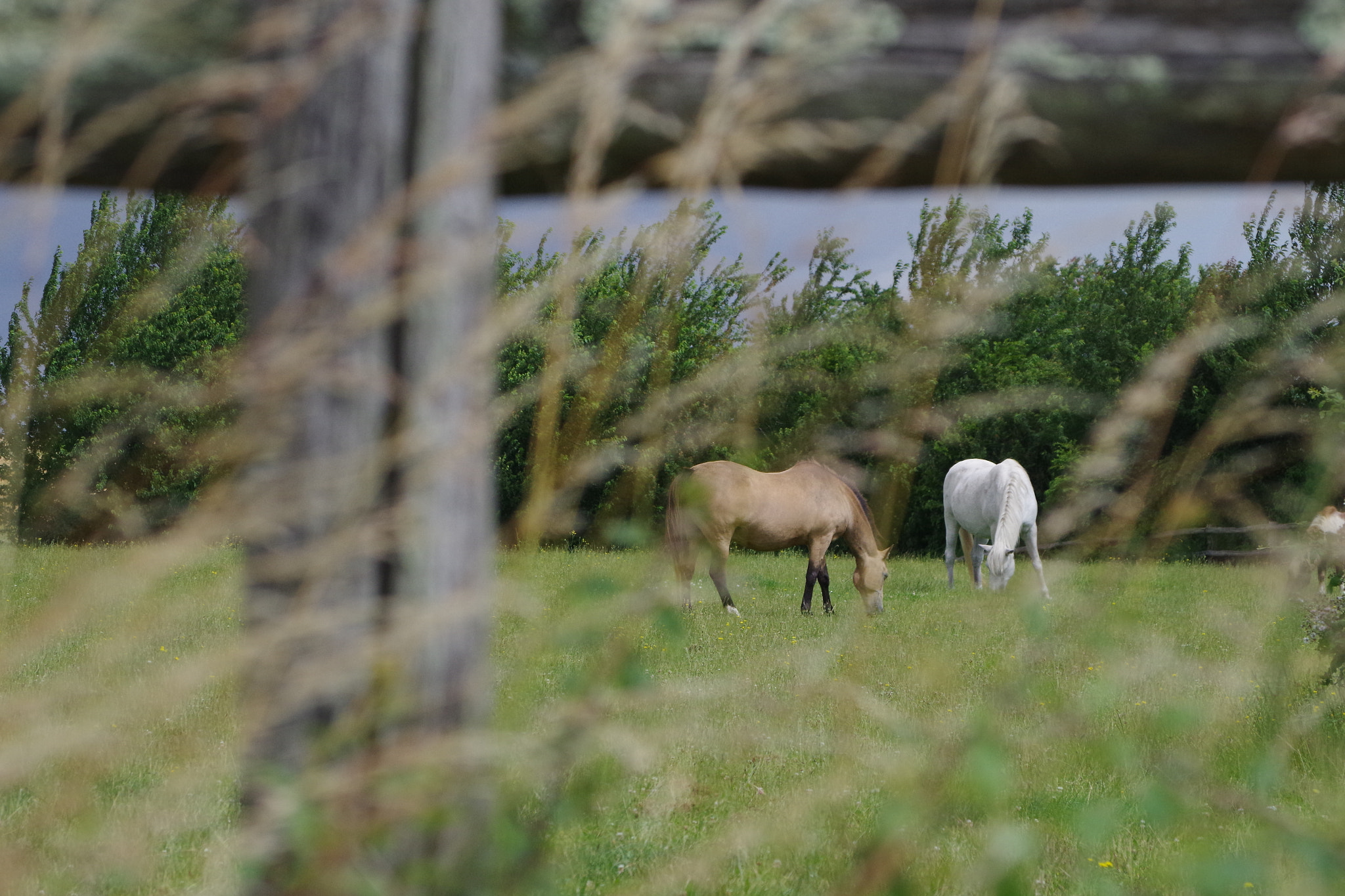 Pentax K-30 + Pentax smc DA 50-200mm F4-5.6 ED sample photo. Neron photography