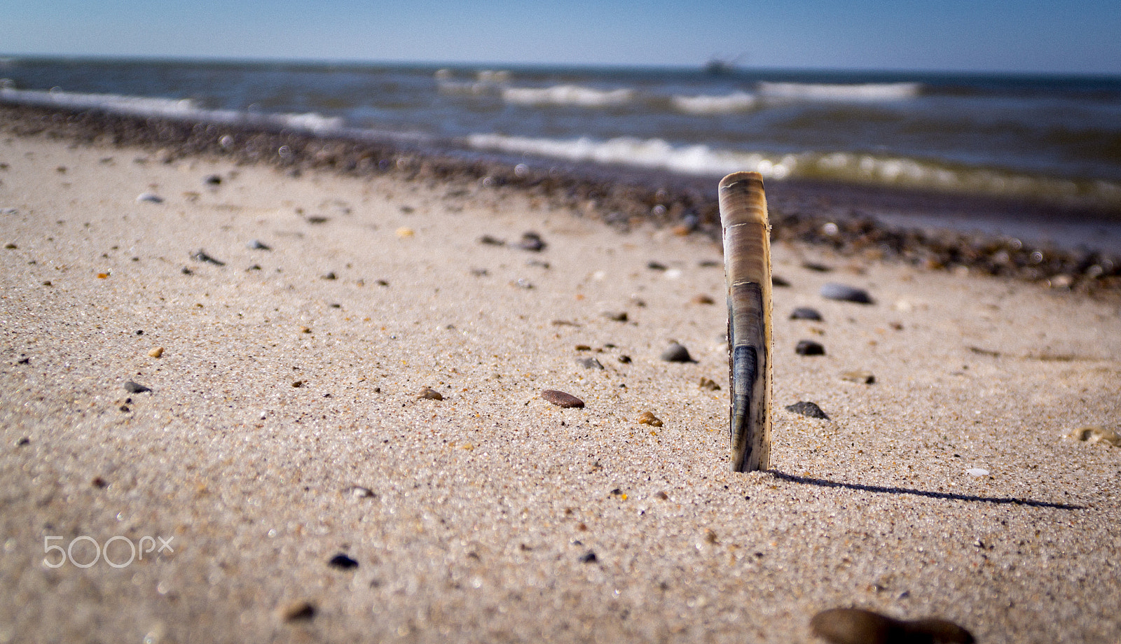 Sony SLT-A65 (SLT-A65V) sample photo. Shell on the beach photography