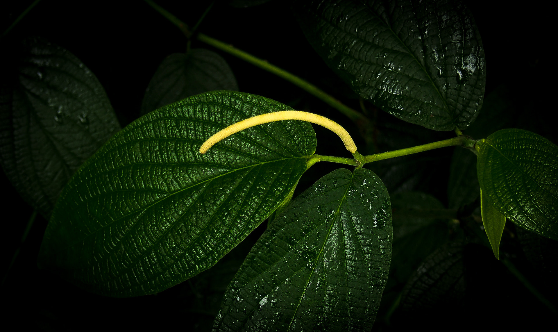 Olympus OM-D E-M5 sample photo. Flower photography
