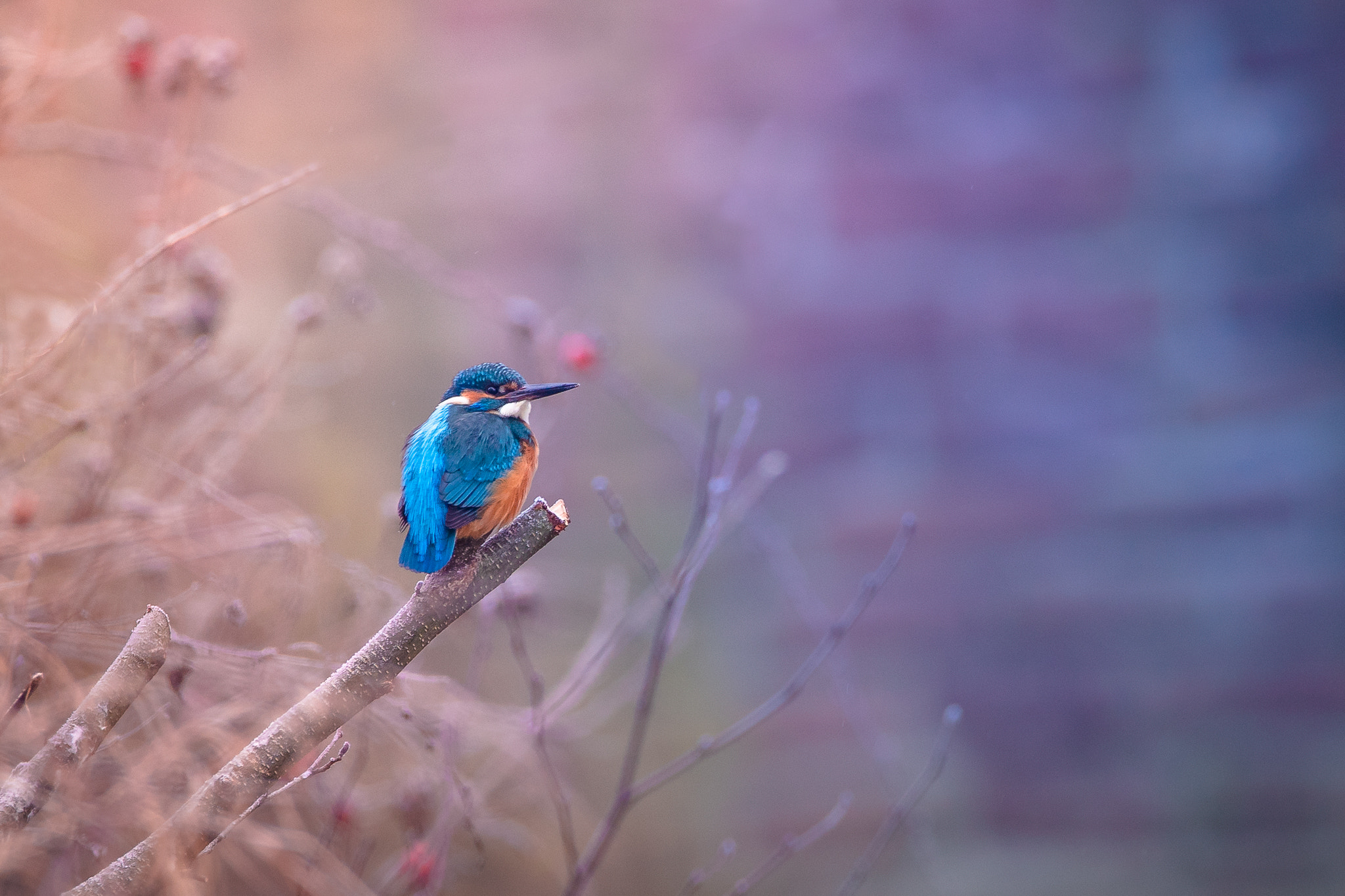 150-600mm F5-6.2 OSS sample photo. -colourful wildlife- photography