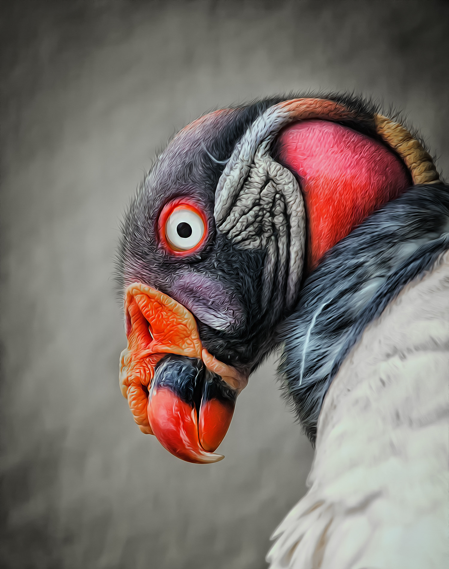 Sigma 50-500mm f/4-6.3 APO HSM EX sample photo. Vulture ii photography