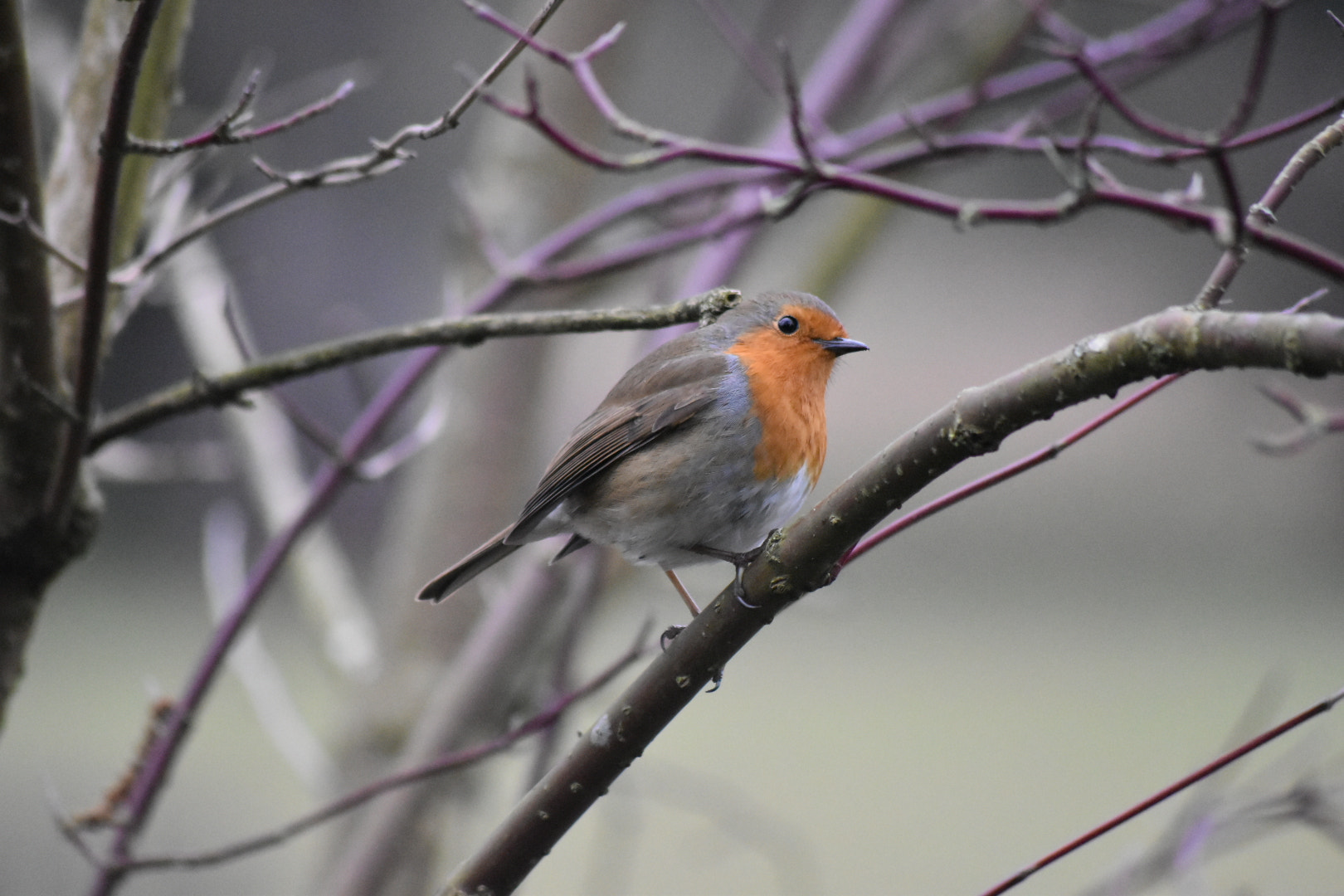 Sigma 70-300mm F4-5.6 APO DG Macro sample photo. Another robin photography