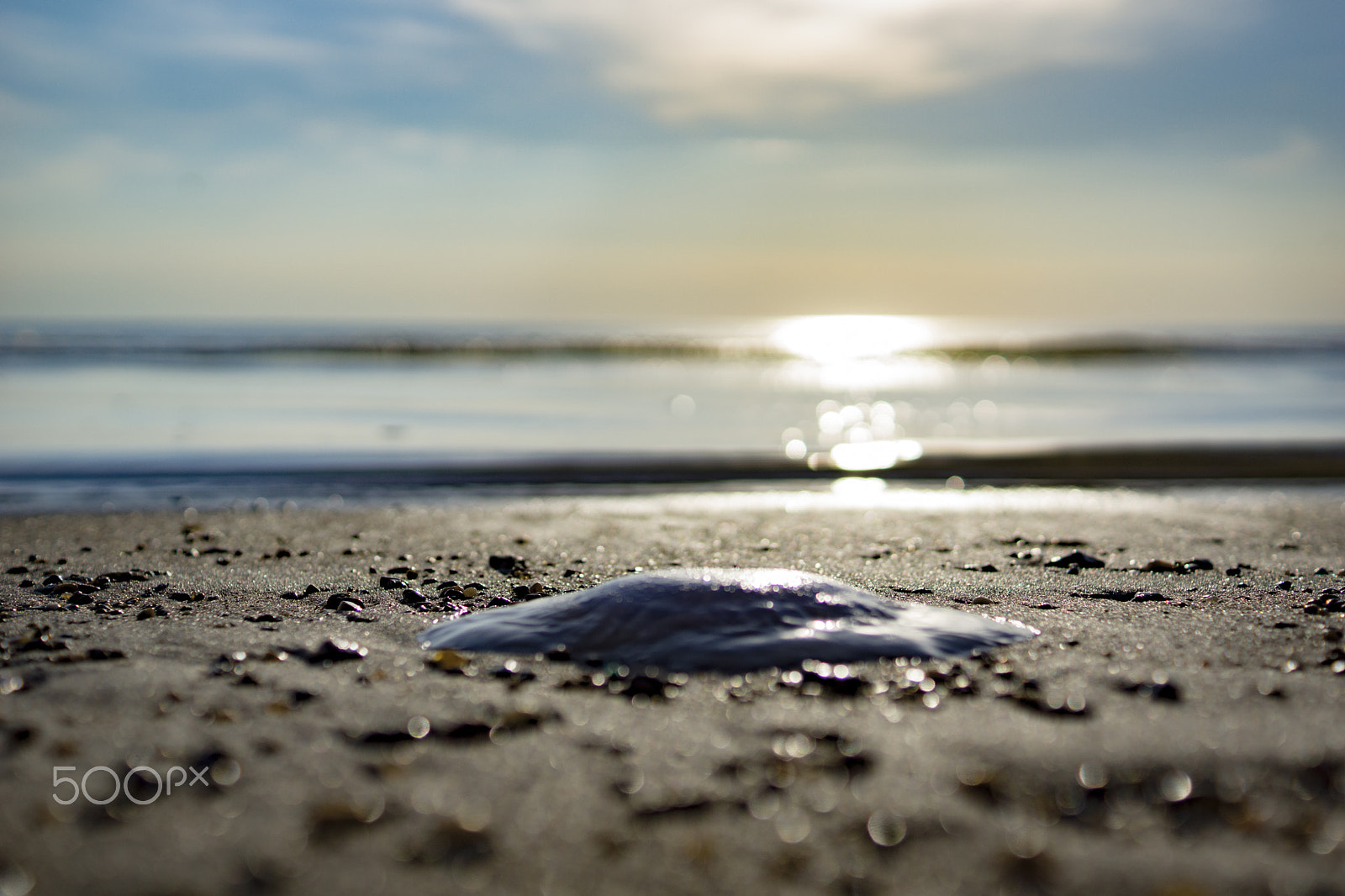 Sony SLT-A65 (SLT-A65V) sample photo. Jellyfish on the beach photography