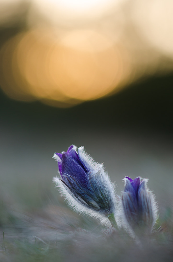 Nikon AF-S Micro-Nikkor 105mm F2.8G IF-ED VR sample photo. Küchenschelle photography