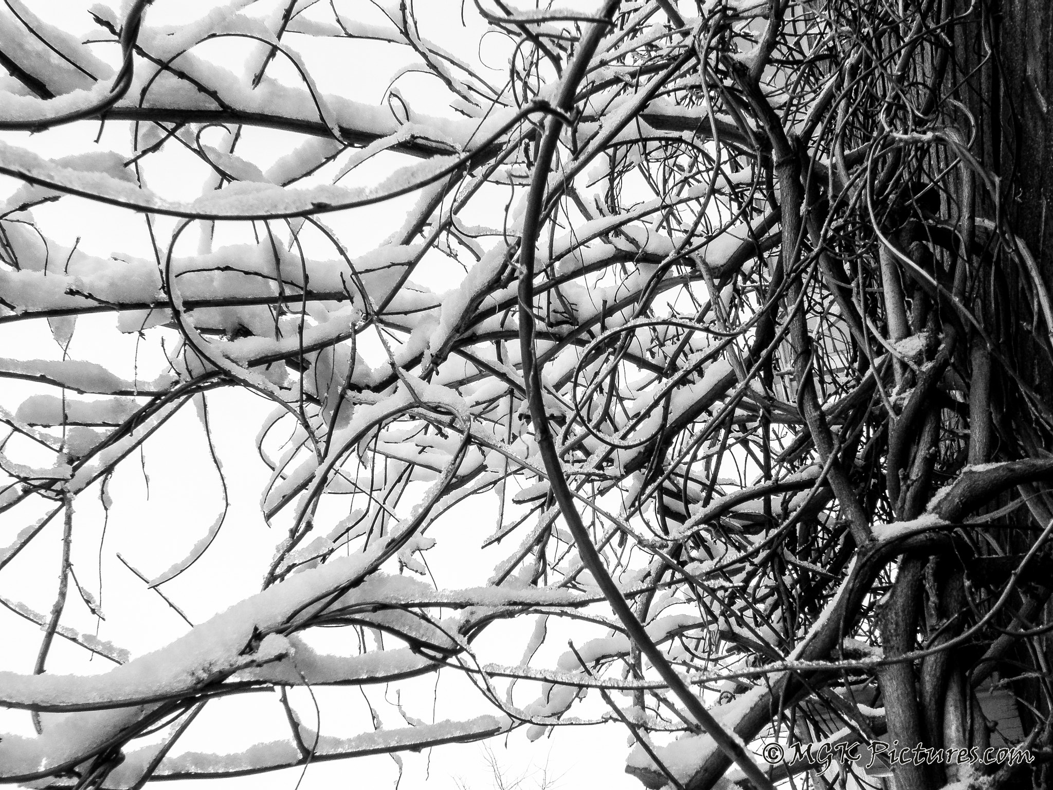 Olympus SP560UZ sample photo. Tangled up photography