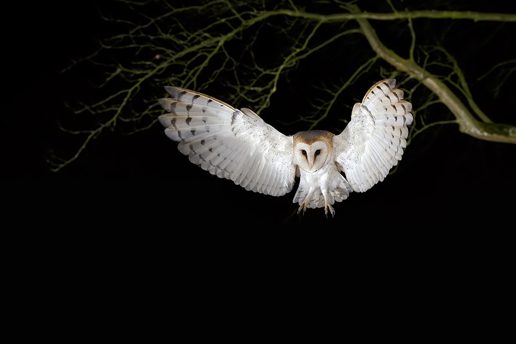 Canon EOS-1D X + Canon EF 17-40mm F4L USM sample photo. Barnowl.  photography