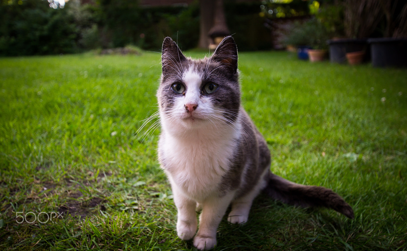 Sony SLT-A65 (SLT-A65V) sample photo. Meow photography