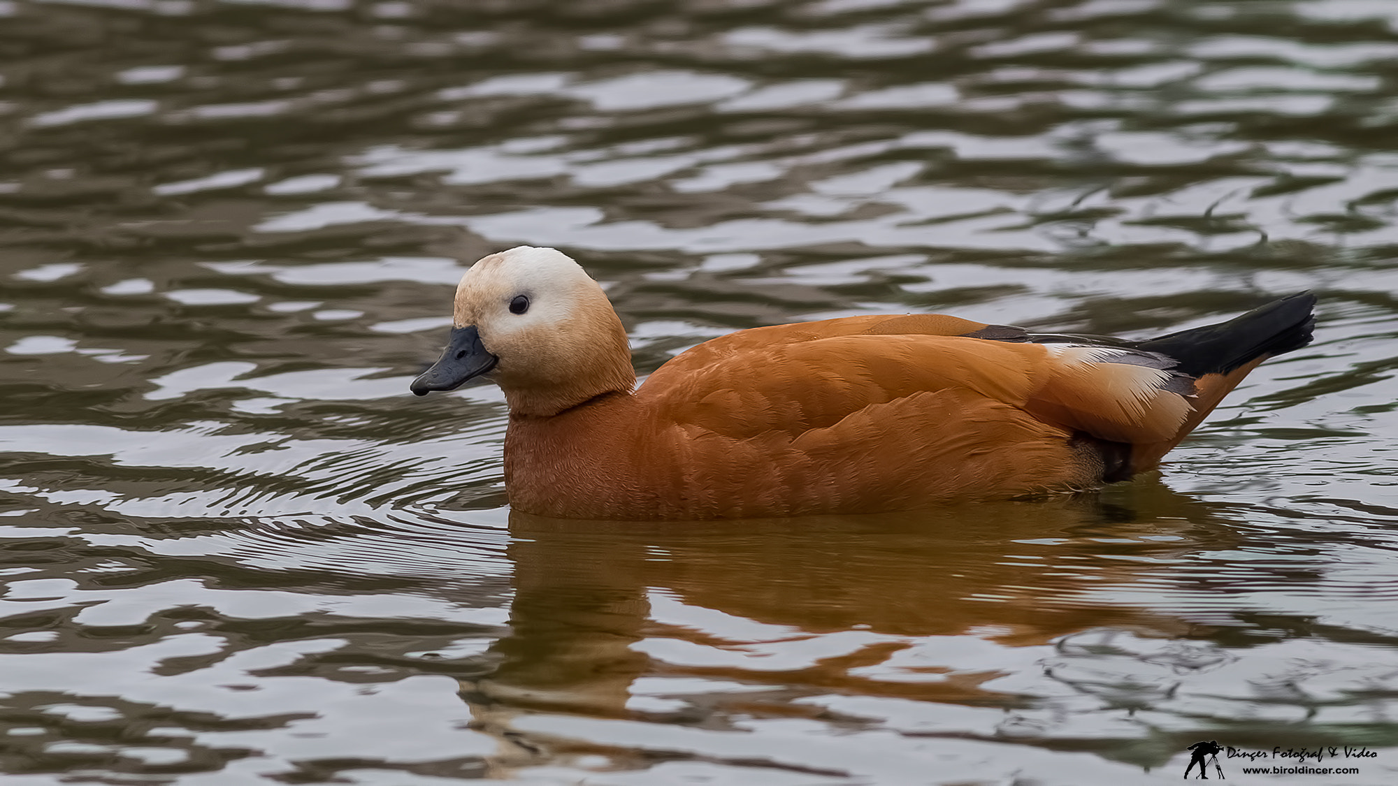 Canon EOS 70D + Canon EF 400mm F5.6L USM sample photo. Angıt (ruddy shelduck) photography