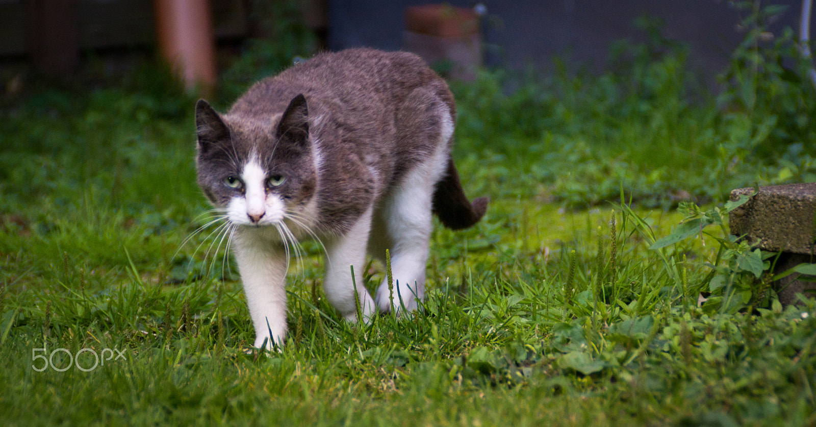 Sony DT 18-200mm F3.5-6.3 sample photo. I´m hungry photography