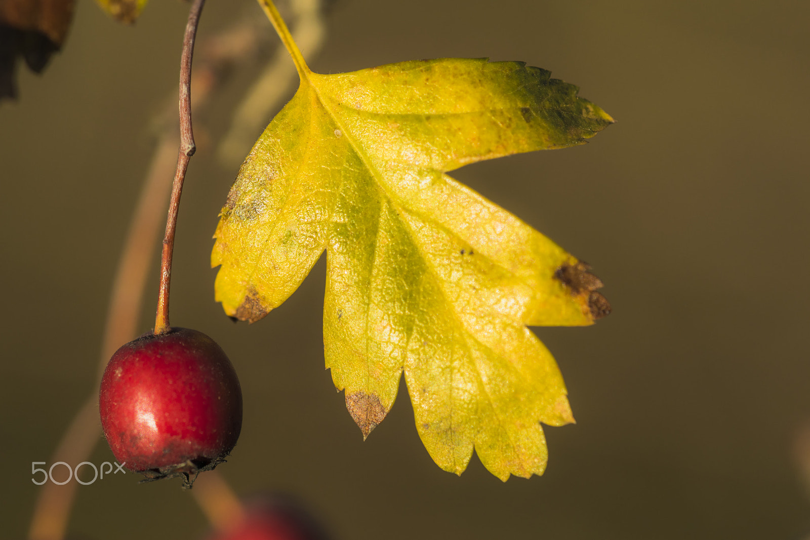 Nikon D3300 + Sigma 150mm F2.8 EX DG Macro HSM sample photo. Yellow and red photography